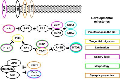 Cellular signaling impacts upon GABAergic cortical interneuron development